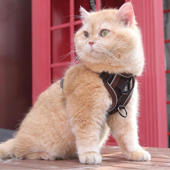 Easy Walk Dog Harness and Leash Set, Samll Dog Step in Vest Harness - Picture 5 of 10